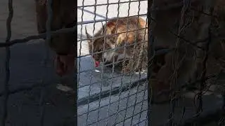 Это такое удовольствие - кормить самим диких зверей! Рысь в Тайгане. Ребятам о зверятах.