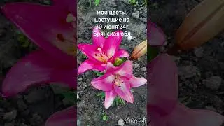 Индиголетта,Клод Брассер,Кофе Латте,Эль Торо и др.