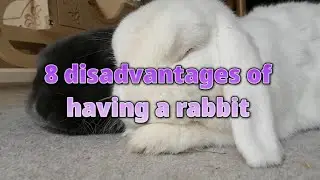 8 disadvantages of having rabbits