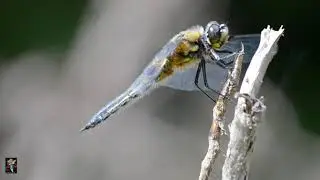 #Dragonflies