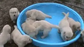 Белые щенки лабрадора играют в тазике!