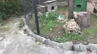 Рыжик и попугаи! Тайган