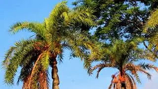 khejur gaceh
