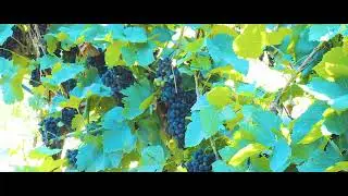 DI SIPIO WINE | Promo