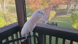 Cockatoo Enjoying The Deck Until ....