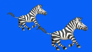Running stampede 2 Zebra green screen / green screen animal
