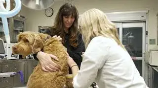 Responsible Pet Ownership - Off Leash & safe pet interactions