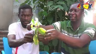 The POWERS in this leaf ( TAAMEAWU ) will shock you.