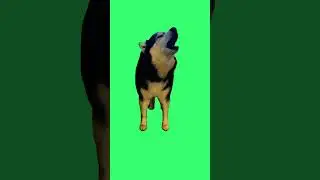 Green Screen Singing Husky Dog Singing In The City #shorts #short #shortsvideo #greenscreen