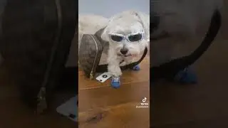 Fashion Awards 2022. The 8-year-old model made history this year as Vera Vesca supermodel. 🐶