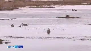 Гуси и утки в городе