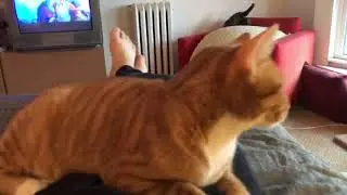 kitty on belly