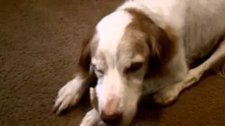 Badosie getting treated to a rawhide...