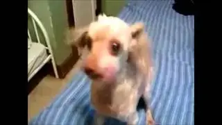 смешные и милые собаки   топ 5
