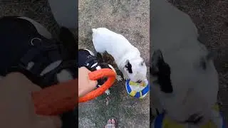 Никки и кольцо.#frenchie #doglife  #bulldog #собака #puppy #funnydogs #frenchbulldog