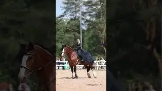 Санкт-Петербург. Иппосфера 24. @equifam #лето