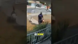 This dog's epic prank will leave you in stitches 😂 #funny #viralvideo #interestingfacts #animals