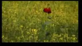 Тариел Майсурадзе - Проводы любви, телекомпания ОНТ