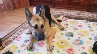 собаки кушают шеи
