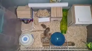 Hamster gonzales kardeşlerin oyunu