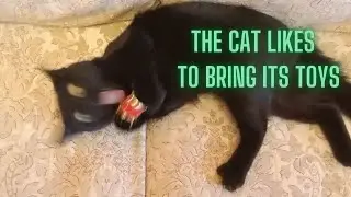 The cat brings a toy in his teeth