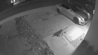 Big Bobcat Enjoying Cadillac in Driveway at Night in North Scottsdale