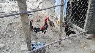 My chicken coop build cheap simple design
