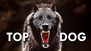 Timber Wolf: The Grizzly’s Bane