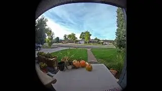 Squirrel Moves Pumpkin Placed in Front Porch and it Rolls AwaySquirrel Moves Pumpkin Placed in Front