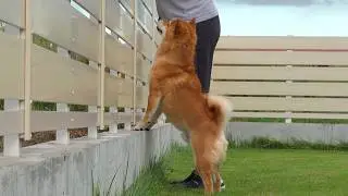 猫が大好きな柴犬、庭へ出ると奇跡が起きました。