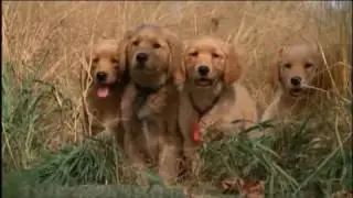 Air Buddies parte 3 español