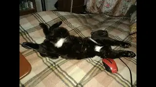 Котэ =а котэ???