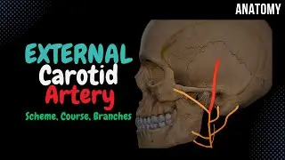 External Carotid Artery Scheme (Side branches + Mnemonics) | Anatomy