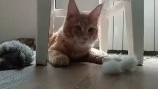 Одна игрушка хорошо, а две лучше!