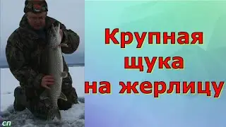 Крупная щука на жерлицу