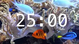 25 Minute Aquarium Countdown Timer |  Ocean Timer | Fish Timer | Relaxing Music