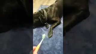 Cane corso doesn't like a toothpaste 