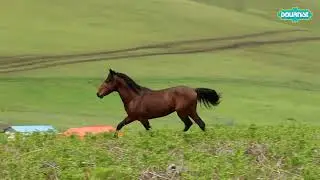 The beautiful nature of Subatan village, the place where Talash nomads live in the summer