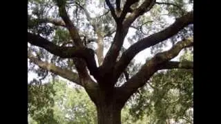 Dryad