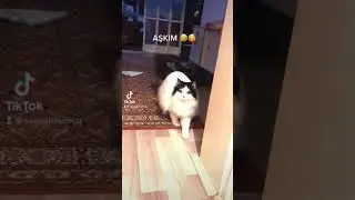 Tam bir fırlama