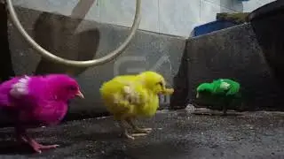 Coloured Chicken Baby, Coloured Chicks, Baby Chicken | GK notion