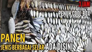 MANCING IKAN INI MUDAH SEKALI || HANYA MODAL KOTREKAN ❗