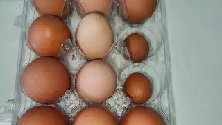 I cracked open the tiny eggs to see what's inside 😲 #shorts #wow #chicken #egg #funny #cute
