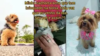 Seu Cachorro Também é Assim ???