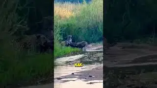 ЛЕОПАРДЫ напали на МЕДОЕДА и пожалели об этом😳
