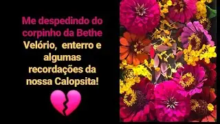 Me despedindo da Bete. Velório,  enterro e algumas recordações da nossa calopsita. 10/01/2020