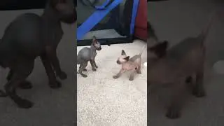Разборки! Смешная озвучка