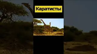 Полное видео на канале. #animal #animals #nature #shortsvideo #wildlife #шортс #шортс2023