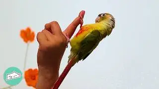 Mastermind Parrot Plans Ways To Prank His Family. But They Don't Mind! | Cuddle Buddies