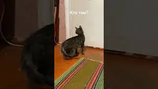 КТО ТАМ? #житомир #кошкииринышевчук #иринашевчуккотики #жизньскошками #funnycats